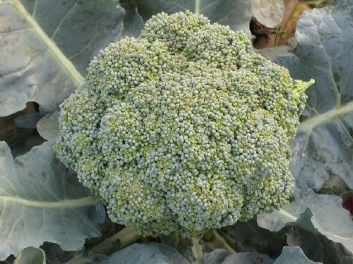 Broccoli being grown on an experimental basis